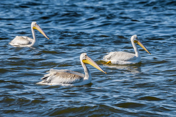 The American White Pelican (Pelecanus erythrorhynchos) on Salton Sea, Imperial Valley, California, USA