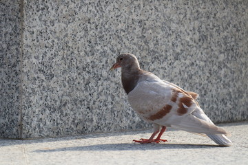 Pigeon standing on marble