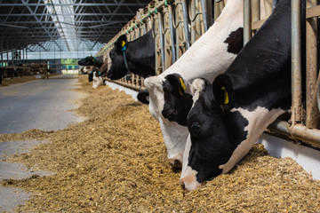cows on a modern farm eat silage from the feed table