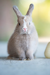 Coniglio nano - Purupù