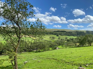 Countryside, with old trees, fields, meadows, and hills, on a sunny day near, Kettlewell, Skipton, UK
