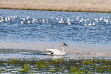 Whistling Swan (Cygnus columbianus) at St. George Island, Pribilof Islands, Alaska, USA
