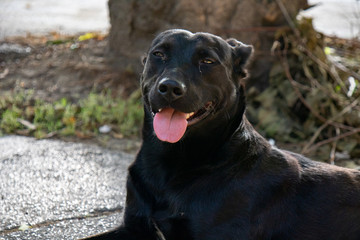 Friendly black dog looking at camera