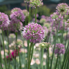 Fototapeta premium Allium