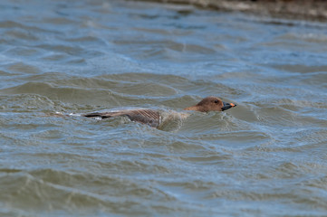 Molting Bean Goose (Anser fabalis) in Barents Sea coastal area, Russia