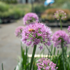 Obraz premium Allium