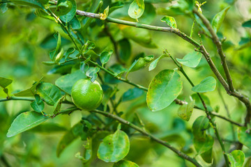 Close up of green lemons grow on the lemon tree in a garden background  harvest citrus fruit thailand.