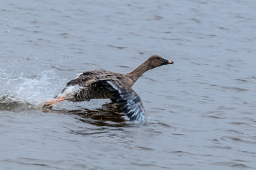 Molting Bean Goose (Anser fabalis) in Barents Sea coastal area, Russia