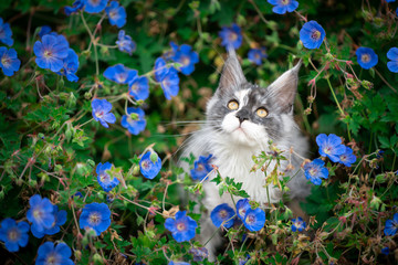 portrait of a beautiful maine coon kitten surrounded by blue flowers © FurryFritz