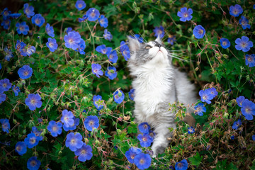 portrait of a beautiful maine coon kitten surrounded by blue flowers