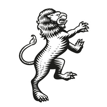 A heraldic vector lion illustration in engraving style, isolated on white background.