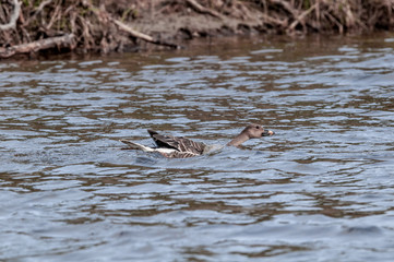 Molting Bean Goose (Anser fabalis) in Barents Sea coastal area, Russia