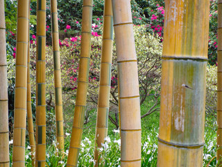 Bamboo trees in Tokyo, Japan