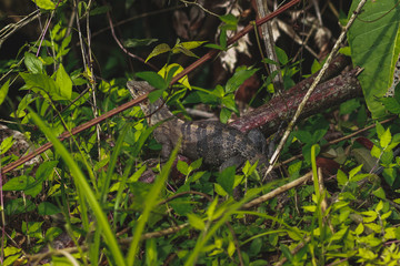 photos from a tour of Costa Rica by Manuel Antonio park 