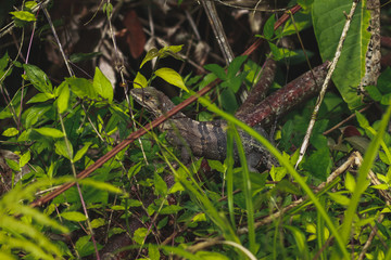 photos from a tour of Costa Rica by Manuel Antonio park 