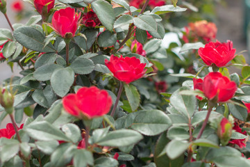 Rose Bush