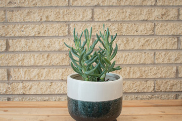 Succulent in Modern Pot