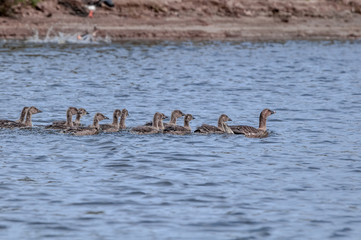 Molting Adult Bean Goose (Anser fabalis) with goslings in Barents Sea coastal area, Russia