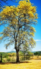 Obraz premium Florecimiento