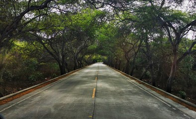 Tunel de arboles