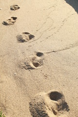 Fototapeta na wymiar Footprints in the sand. Walking on the beach.