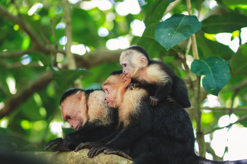 photos from a tour of Costa Rica by Manuel Antonio park 
