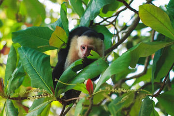 photos from a tour of Costa Rica by Manuel Antonio park 