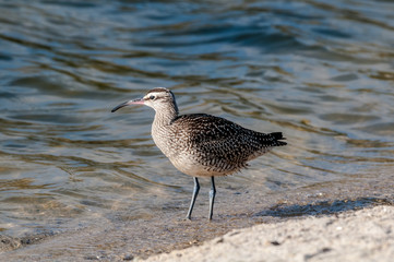 Whimbrel (Numenius phaeopus) in Malibu Lagoon, California, USA