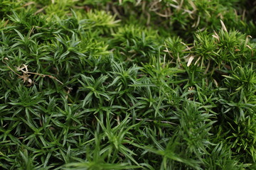 green grass background