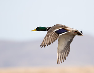 mallard duck flying