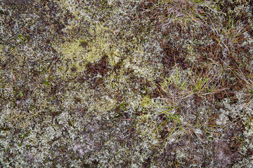 Saturated natural texture and background with moss. Pine forest and needles on the ground. Earth and moss. Summer bright forest background.