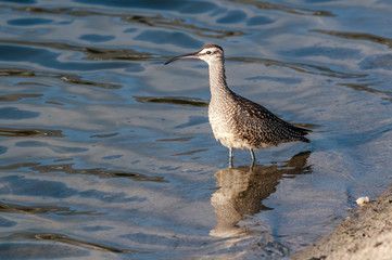 Whimbrel (Numenius phaeopus) in Malibu Lagoon, California, USA