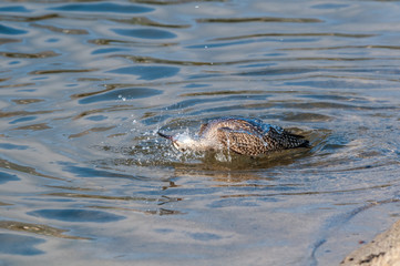 Whimbrel (Numenius phaeopus) in Malibu Lagoon, California, USA