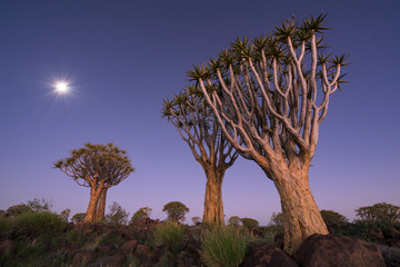 Moon Rising over the Quiver Tree Forest