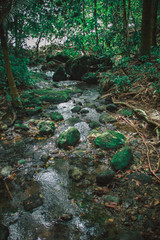 photos of a stream from a tour of Costa Rica by Manuel Antonio park 