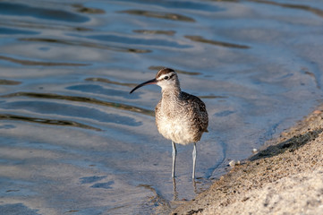 Whimbrel (Numenius phaeopus) in Malibu Lagoon, California, USA