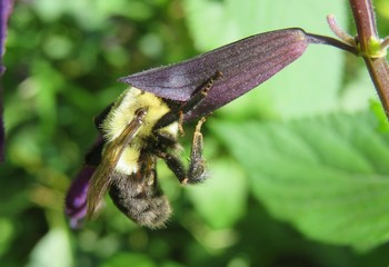 Bumblebee inside Salvia flower in Florida nature, closeup
