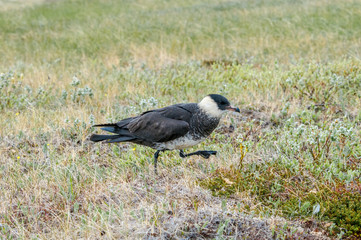 Pomarine Jaeger (Stercorarius pomarinus) in Barents Sea coastal area, Russia