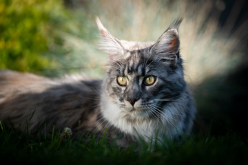 portrait of a beautiful silver tabby maine coon cat resting in a shady place outdoors on a sunny summer day