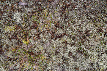 Saturated natural texture and background with moss. Pine forest and needles on the ground. Earth and moss. Summer bright forest background.