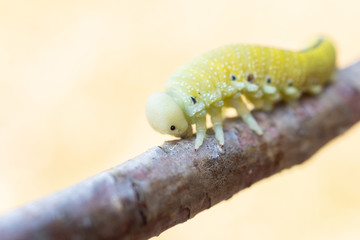 Cimbex femoratus birch Sawfly caterpillars