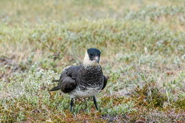 Pomarine Jaeger (Stercorarius pomarinus) in Barents Sea coastal area, Russia
