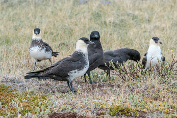 Pomarine Jaeger (Stercorarius pomarinus) in Barents Sea coastal area, Russia