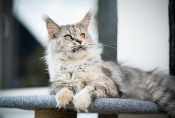 curious maine coon cat resting on scratching post