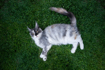 top view of an exhausted maine coon cat lying on green grass looking up at camera