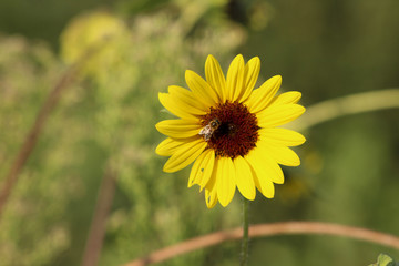 yellow flower on a green background
