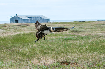 Pomarine Jaeger (Stercorarius pomarinus) in Barents Sea coastal area, Russia