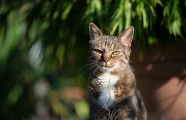 tabby cat portrait outdoors in the back yard on a sunny day