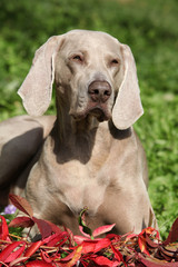 Nice Weimaraner Vorsterhund with red leaves