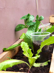 lettuce plants and crop cups